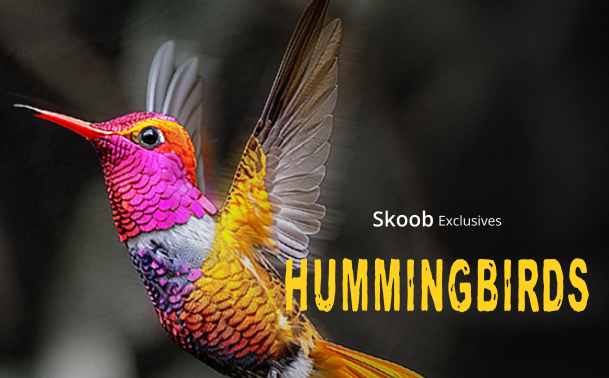 Hummingbirds