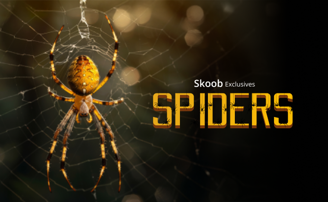 Spiders