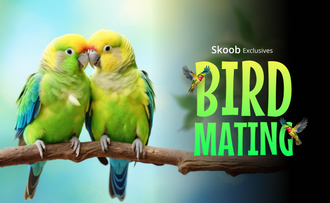 Bird Mating