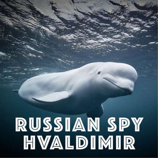 Russian Spy Hvaldimir